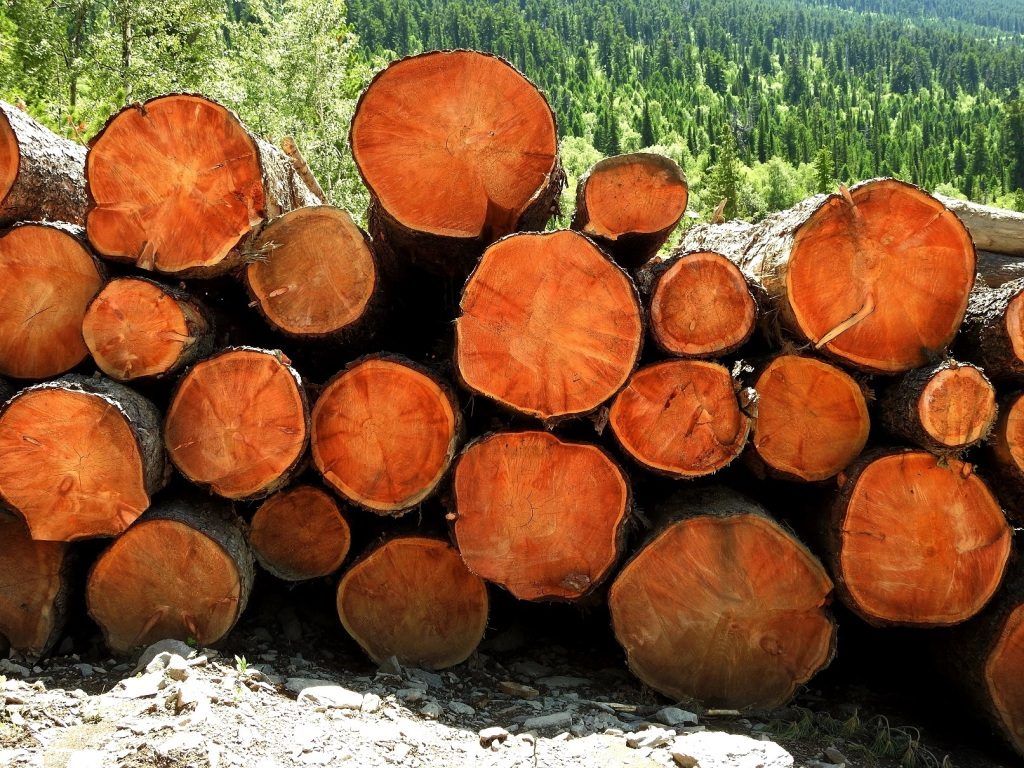Вырубленная древесина кедра