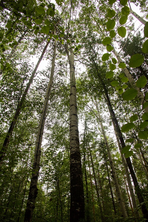Ключ. биотоп-ценные участки леса
