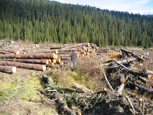В процессе выборочной санитарной рубки вырублены здоровые деревья кедра. Бондарев А.И.