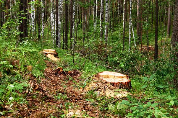Вырублены здоровые деревья при выборочной санитарной рубке (1). Грибков А.В.