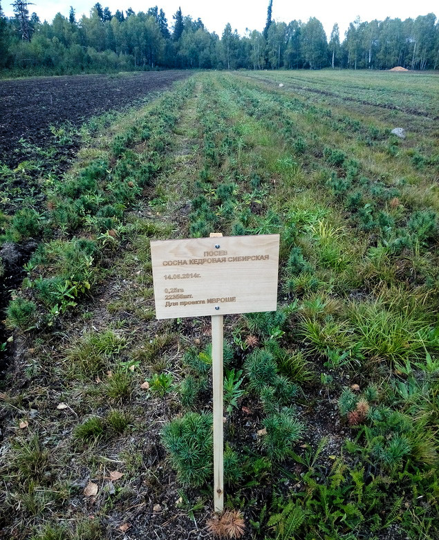 Песевы кедра 2014 года, лесной питомник, АУ Иогач лес, осень 2017