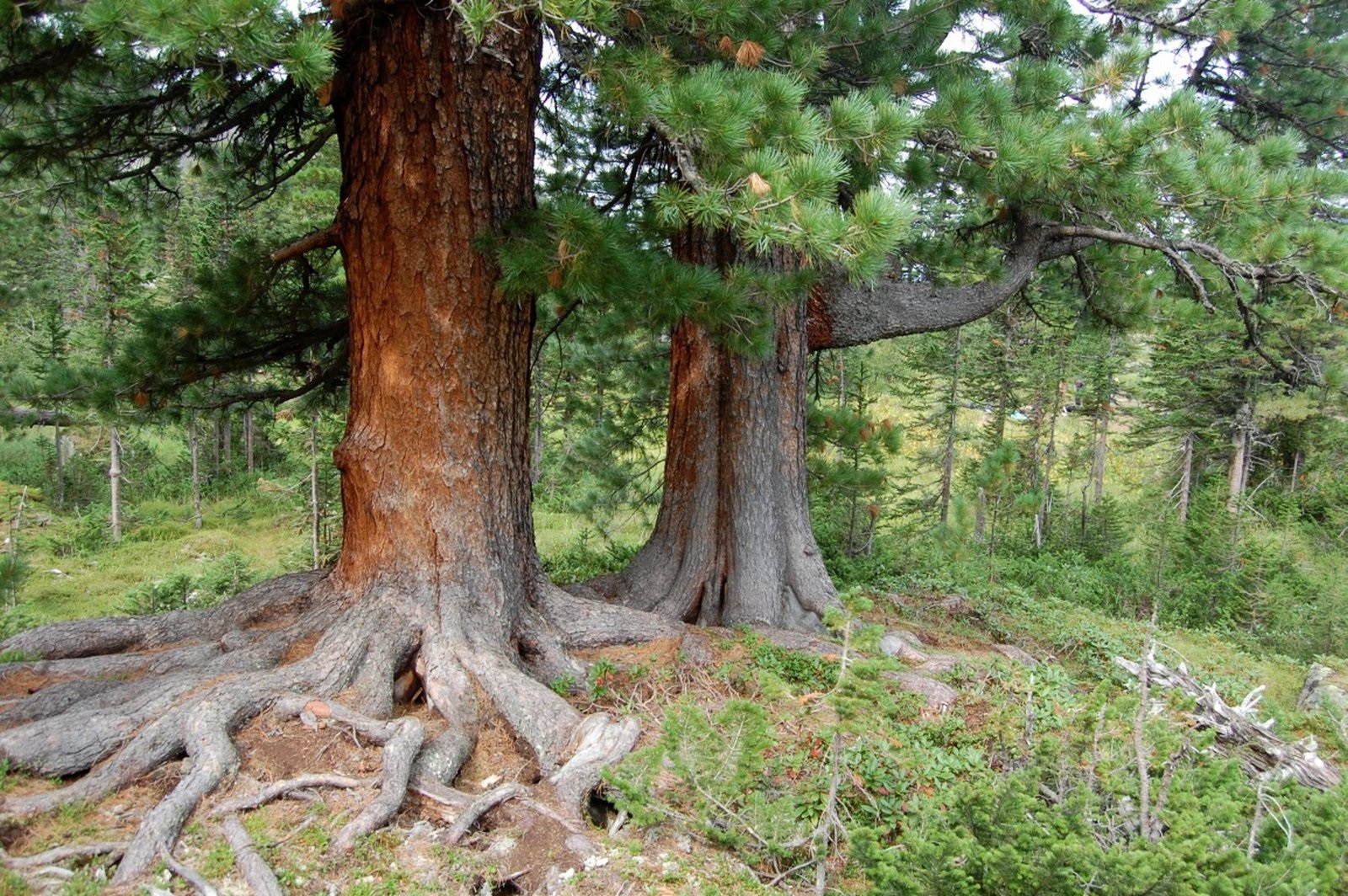 На поляне стояла высокая сосна. Алтайский кедр дерево. Кедр Сибирский Pinus sibirica. Вековая сосна Белокуриха. Реликтовый кедр Алтай.